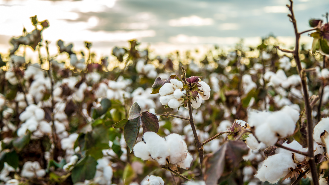 "Descanso en Armonía: Explorando los Beneficios de Dormir sobre Productos Naturales"