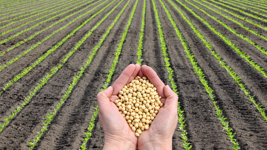 "El Secreto de la Soja: Por Qué Utilizarla para Dormir con Nuestra Almohada"